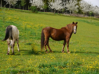Obraz premium Horse on the prairie
