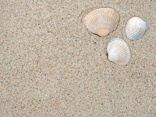 Muscheln am Strand