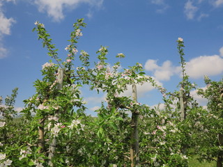 apple flowers and buds blooming at spring