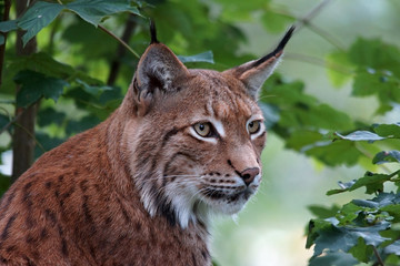 Naklejka premium Eurasischer Luchs - [Lynx lynx]
