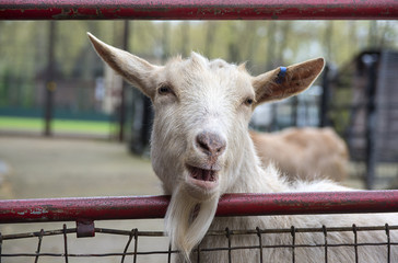 Goat behind the fence