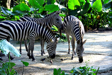 Fototapeta na wymiar Zebras in the zoo