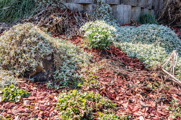 Steingarten mit Schneeglöckchen