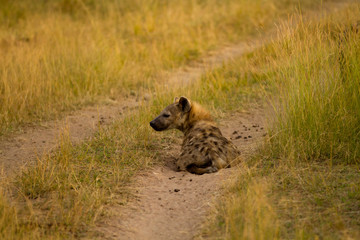 masai mara hyena