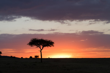 Fototapeta na wymiar masai mara sunset