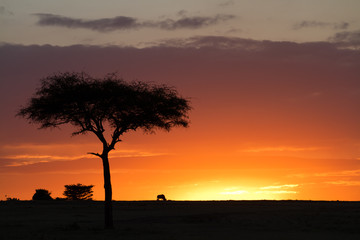 Fototapeta premium masai mara sunset