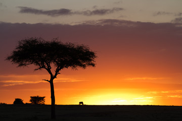 Fototapeta na wymiar masai mara sunrise in kenya