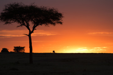 Naklejka premium masai mara sunset in kenya