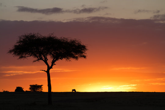 Fototapeta masai mara sunset