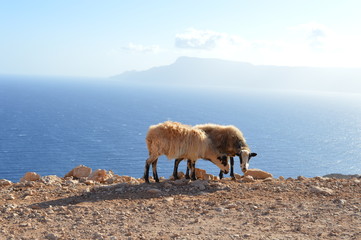 Moutons crétois - Région de Chania
