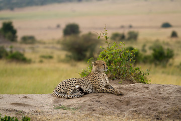 masai mara, cheetah resting on a rock