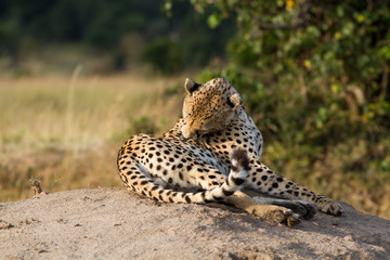 Fototapeta na wymiar masai mara, cheetah resting on a rock