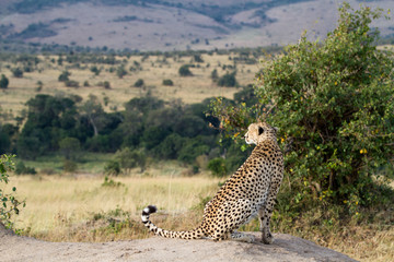 cheetah resting on a rock in the masai mara reserve