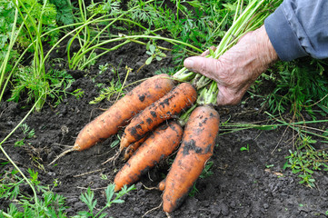 farmer hold freshly harvested ripe carrots