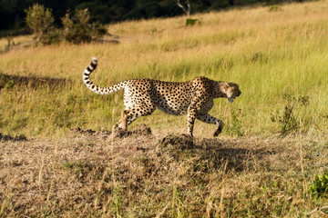 masai mara cheetah