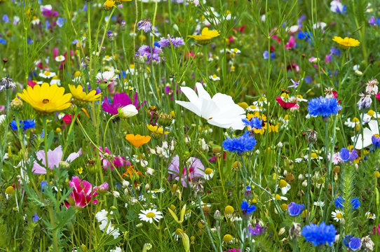 Fototapeta Blumenwiese in voller Bluete