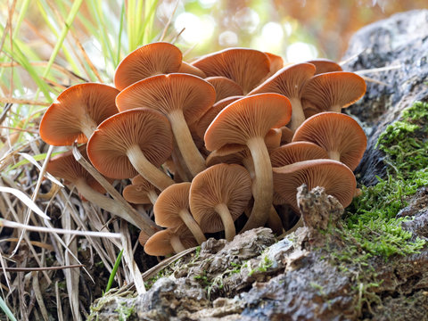 Autumn mushrooms, toadstools. Armillaria tabescens, from beneath