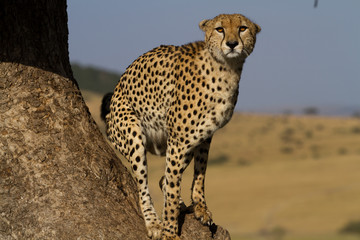 cheetah on a tree in the masai mara reserve