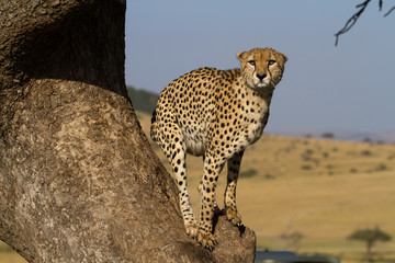 cheetah on a tree in the masai mara reserve