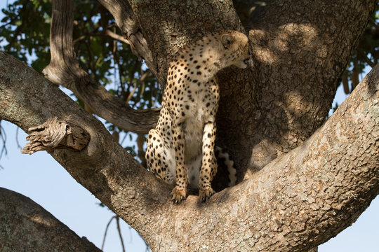 cheetah on a tree in the masai mara reserve