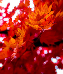 Naklejka na ściany i meble red maple leafs illuminated by sun natural background