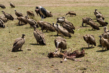 masai mara vultures around dead animals