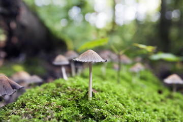 Autumn mushrooms