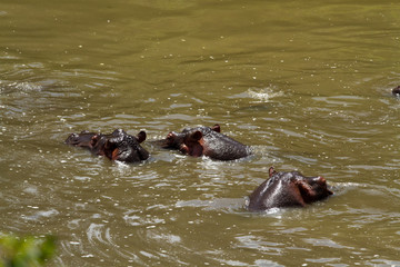Fototapeta premium masai mara hippo