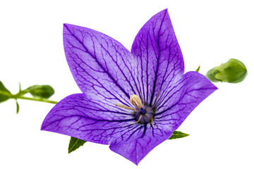 Purple flower of Platycodon (Platycodon grandiflorus) or bellflo
