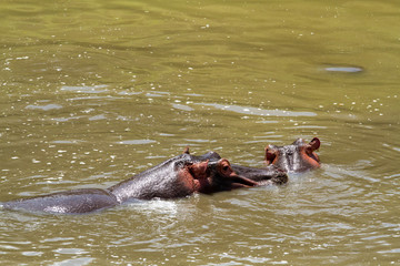 Fototapeta premium masai mara hippos in the tarek river