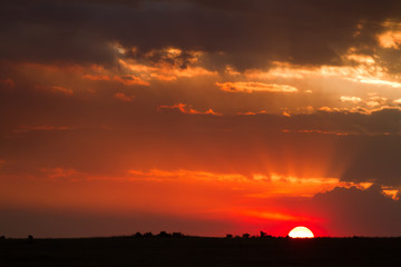 Obraz premium masai mara