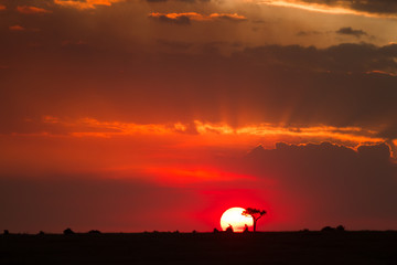 Fototapeta premium masai mara sunset, kenya