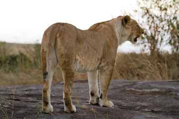 lion injured in a eye