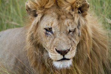 Naklejka premium lion injured in a eye