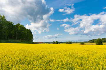 Obraz premium Canola fields in the southern area of Sweden
