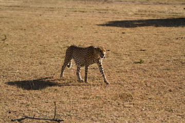 masai mara cheetah