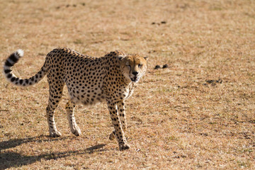 masai mara cheetah