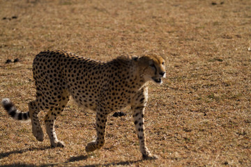 masai mara cheetah