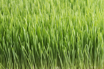 Fototapeta na wymiar Wheat field closeup
