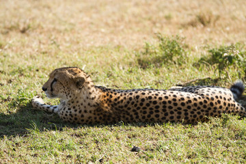 masai mara cheetah