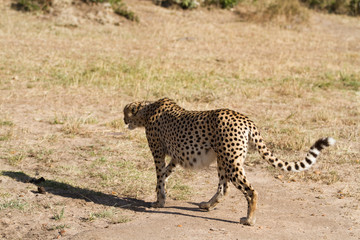 Fototapeta na wymiar masai mara cheetah