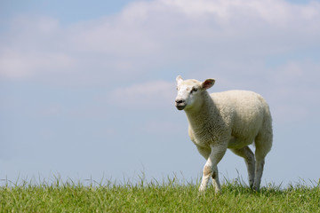 Lamm läuft auf der Wiese