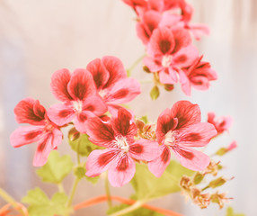 Retro looking Geranium flower