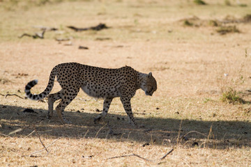 Fototapeta na wymiar masai mara wildlife