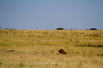 Fototapeta na wymiar masai mara overview in kenya