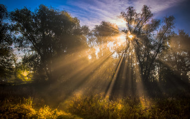 Autumn forest landscape © Dmytro Kosmenko