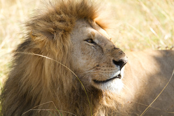 masai mara lions