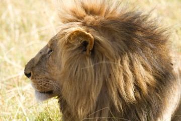 masai mara lion