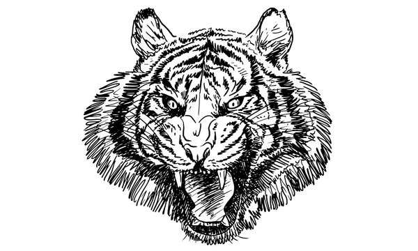 Tiger head, hand draw monochrome on white background.