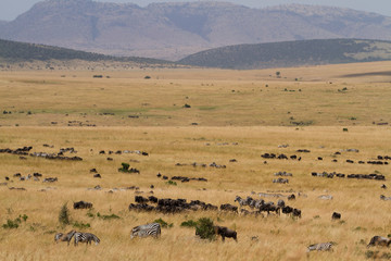 Fototapeta na wymiar masai mara overview in kenya